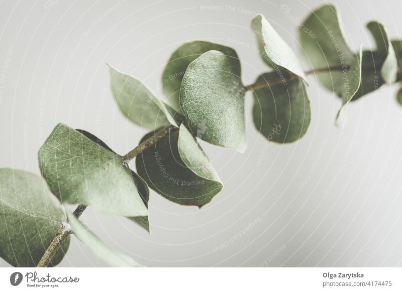 Dry eucalyptus branch green foliage leaf dry close up background plant natural floral one botany leaves tropical pastel