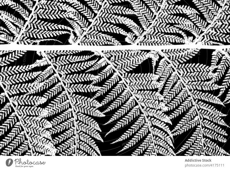 Fractal tree fern on black background growth wallpaper seasonal texture crowd natural jungle abstract floral nature forest tropical plant spring herbal foliage