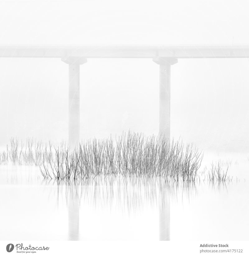 Plants in the swamp framed by a road bridge mist foggy reed water moody gloomy landscape grass flooded spring nature winter forest wilderness misty fall autumn