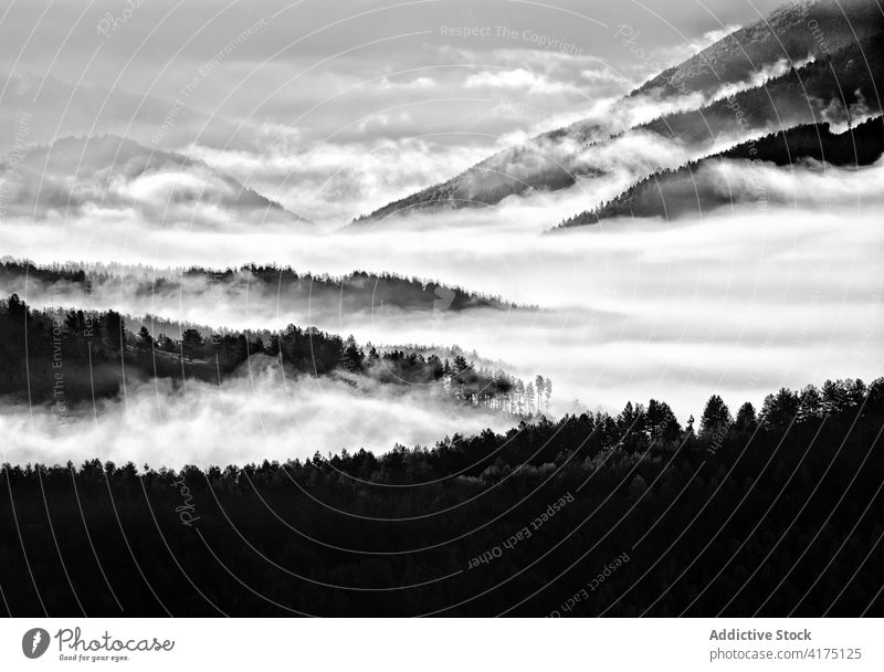 Minimalist black and white photograph of the mist in the morning mountain landscape spring travel leaf autumn forest beech nature fall path branch natural park