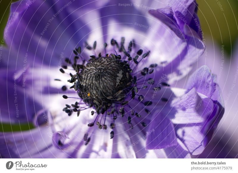 Anemone purple / violet anemone Flower Blossom Plant Blossoming Nature Spring Garden Shallow depth of field Macro (Extreme close-up) Colour photo Exterior shot