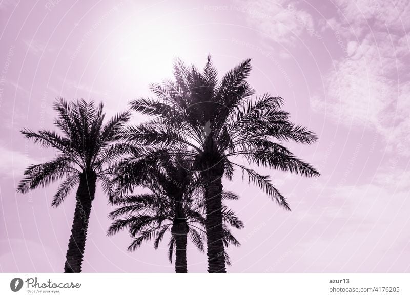 Tropical tourism paradise palms in sunny summer sun pink sky. Sun light shines through leaves of palm. Beautiful wanderlust travel journey symbol for vacation trip to southern holiday dream island