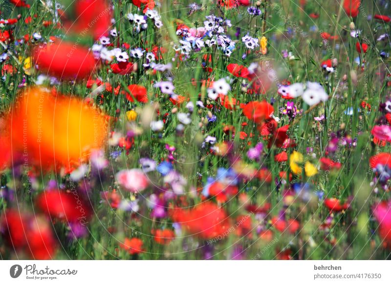again and again on mo(h)ndays poppy flower blurriness Leaf Grass Blossoming Beautiful weather Meadow pretty Agricultural crop Light Landscape Summery Wild plant