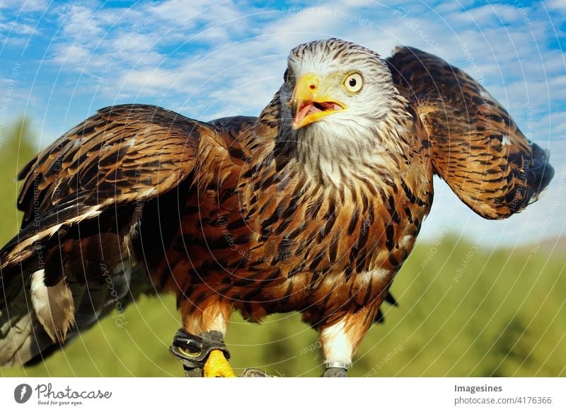 Red Kite - Milvus milvus hawkish Grand piano Observe Wild Wild animal Germany color picture Horizontal Beak Brown Europe Eyes falconry Feather Forest Freedom