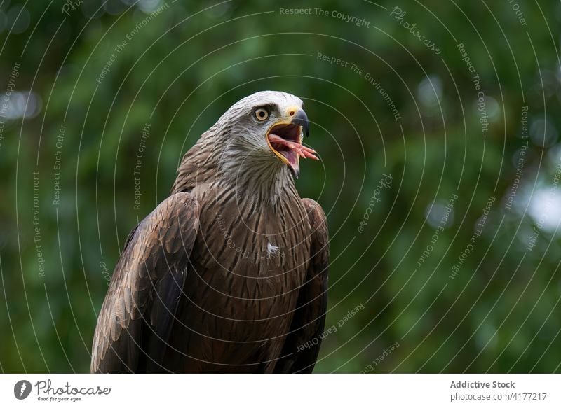 Red kite with opened beak in forest red kite bird habitat plumage brown woods mouth opened avian ornithology nature green feather specie wild scenic sit