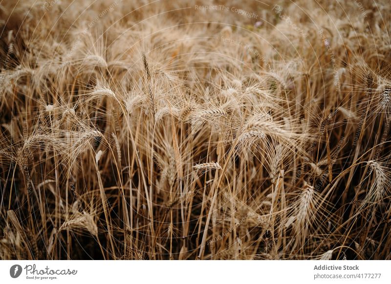 Dry wheat crops in field during drought dry agriculture cereal environment problem global nature plant cultivate farm grow plantation vegetate spike hot climate