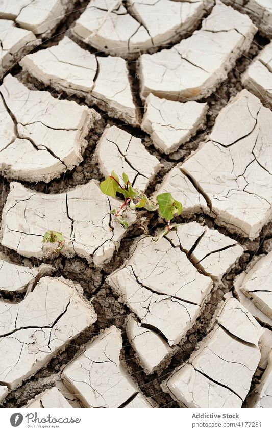 Dry cracked field with green plants drought dry waterless agriculture grow soil texture background environment ecology heat damage disaster resource dried