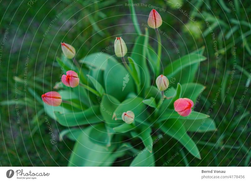 spring gauntlets Tulip Tulip blossom Growth Spring Green Red Fresh New Bird's-eye view plan Plant Flower Blossom Nature Blossoming Bouquet Leaf Spring fever