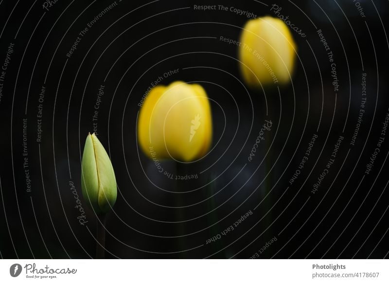 Closed yellow tulips against dark background Leaf Deserted Green Plant Colour photo Blossoming Spring flower Flower Tulip blossom Blossom leave Flower stems