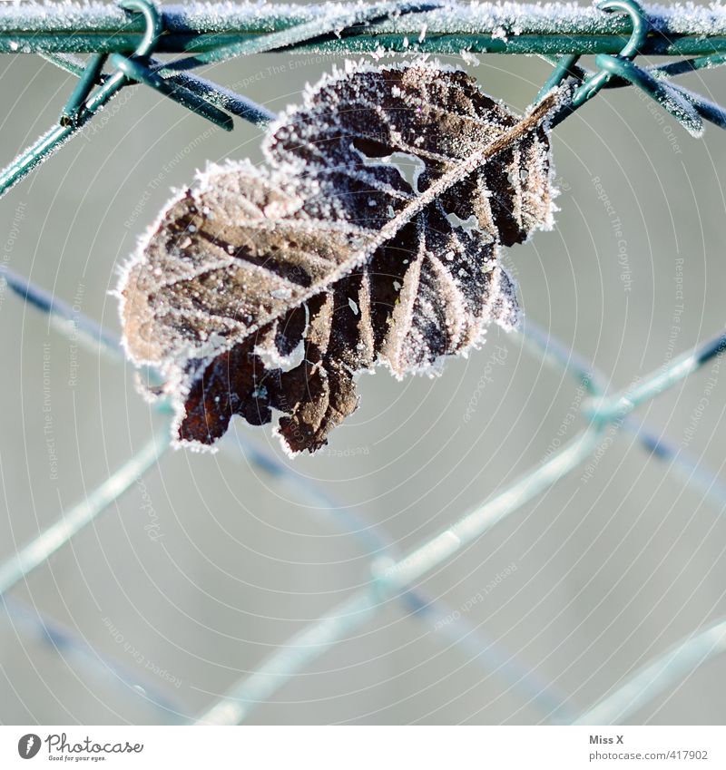 leaf Winter Weather Ice Frost Snow Leaf Cold Hoar frost Garden Garden fence Transience Autumnal weather Winter's day Rachis Frozen Colour photo Subdued colour
