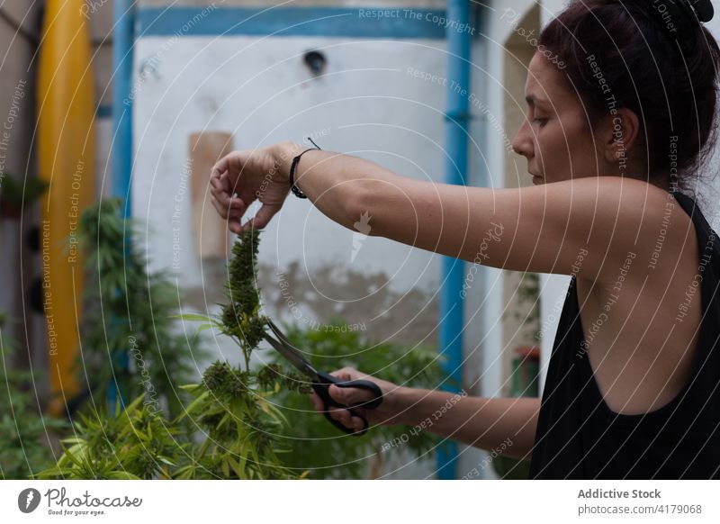 A woman cutting marijuana plants with black scissors on the terrace at home. Marijuana addiction background blossom bright bud cannabis close-up copy space