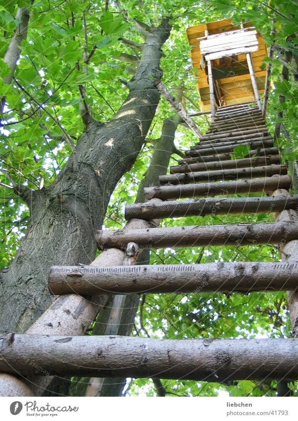 ladder to heaven Tree Hunting Blind Green Forest Wood Ladder