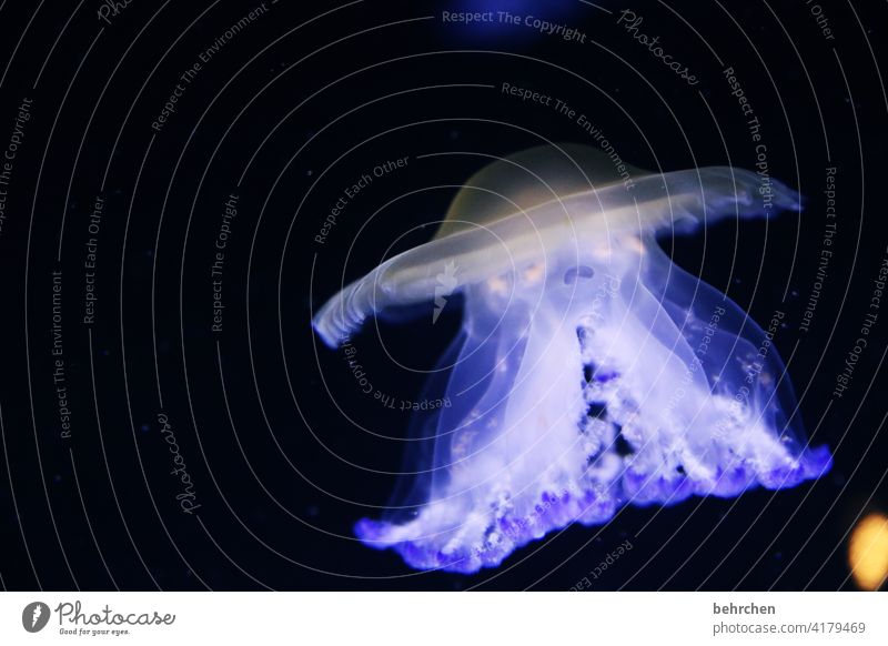 whims of nature | luminous beings Illuminate Fluorescent underwater world Elegant Esthetic Jellyfish Aquarium Underwater photo Nature Animal Water Ocean