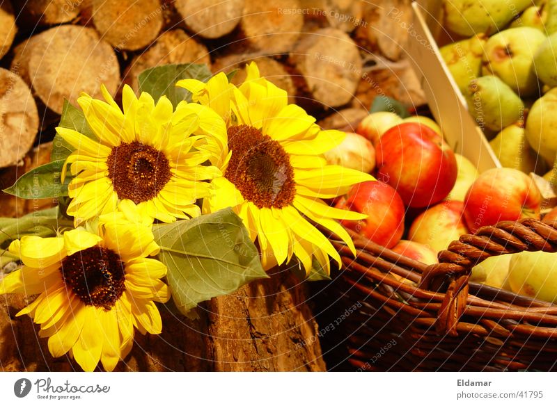 harvest Autumn Sunflower Leaf Thanksgiving Basket Wood Harvest Apple gifts Autumnal Garden Fruit Summer