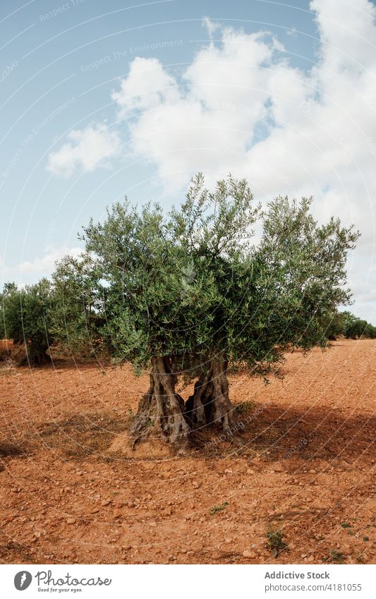 Olive fields on a sunny day olive olive tree lone solitude life strong short older mighty single botanic ecology land foliage forestry ground green nature