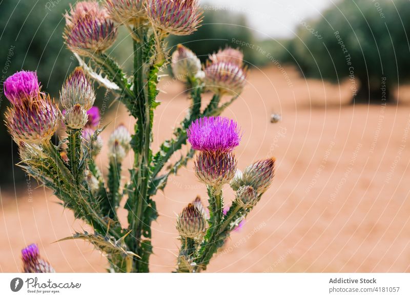Thistle in a blur field of olive trees fertility thistle purple flower foreground bee pollination background landscape violet floral wildflower spring
