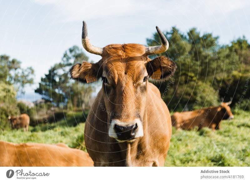 Brown cow standing on lush pasture cattle stare livestock animal mammal farm fauna herbivore habitat muzzle ranch grassy brown curious domesticated specie