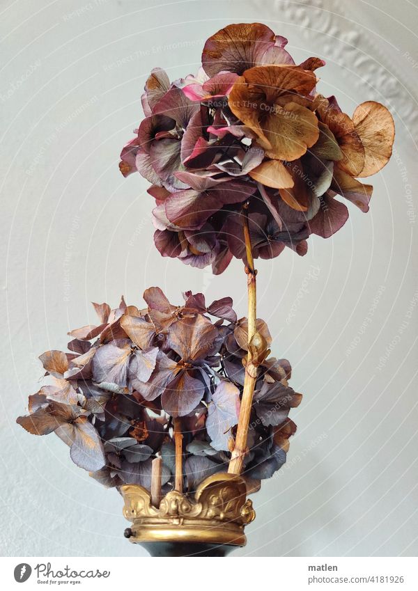 Hydrangea Blossom Dried Wall (building) Stucco Gold Blue pink Brown Interior shot Deserted