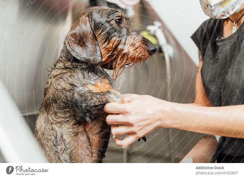 Groomer washing dog with shower in pet salon groomer wirehaired dachshund fur veterinary procedure pedigree clinic sink canine loyal work specialist mammal care