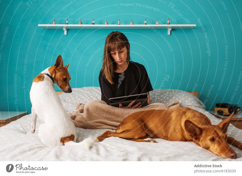 Young woman browsing tablet on bed near cute dogs pet relax comfort at home owner using rest watching friend serene adorable sit cozy together free time animal