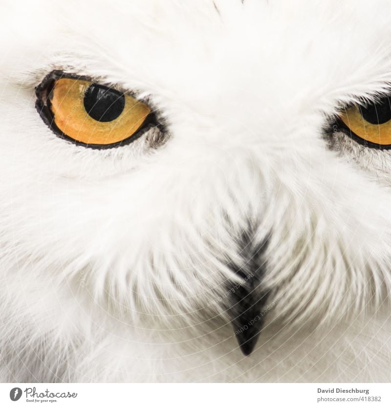 In the eye of the hunter Forest Wild animal 1 Animal Yellow Black White Snowy owl Hunter Eyes Beak Feather Head Evil Focus on Appetite Reflection Looking