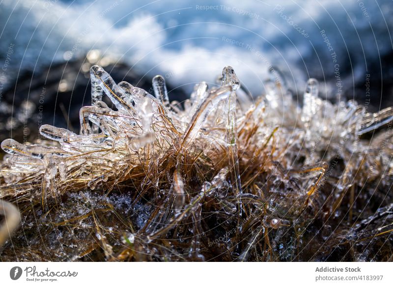 Frozen grass on sunny day in winter frozen ice dry cold nature frost plant norway freeze environment weather season daytime arctic tranquil daylight cool
