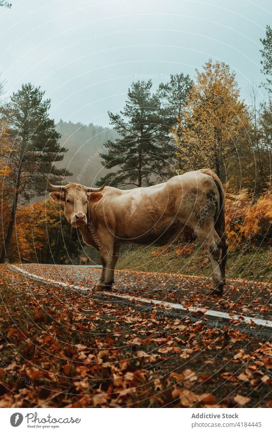 Cow grazing on road near forest in autumn cow pasture cloudy animal roadway woods fall asphalt brown season creature leaf overcast weather specie graze nature