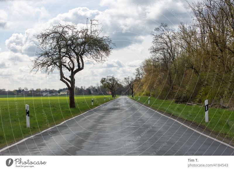 a country road in spring Brandenburg Country road Street Avenue Tree Lanes & trails Exterior shot Nature Landscape Traffic infrastructure Deserted Colour photo