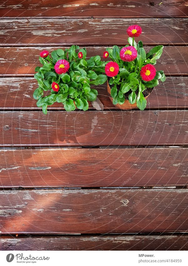 Spring on the table Table Spring flower Pot plant Wood Wooden table Deserted Colour photo Exterior shot Plant slats worn-out Flower Decoration Bouquet