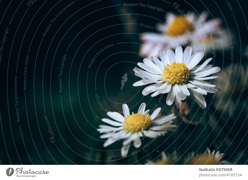 Daisies close-up daisies Flower Spring spring Summer Nature daisy White Floral Garden Beauty Photography Daisy Fresh Yellow Copy Space left