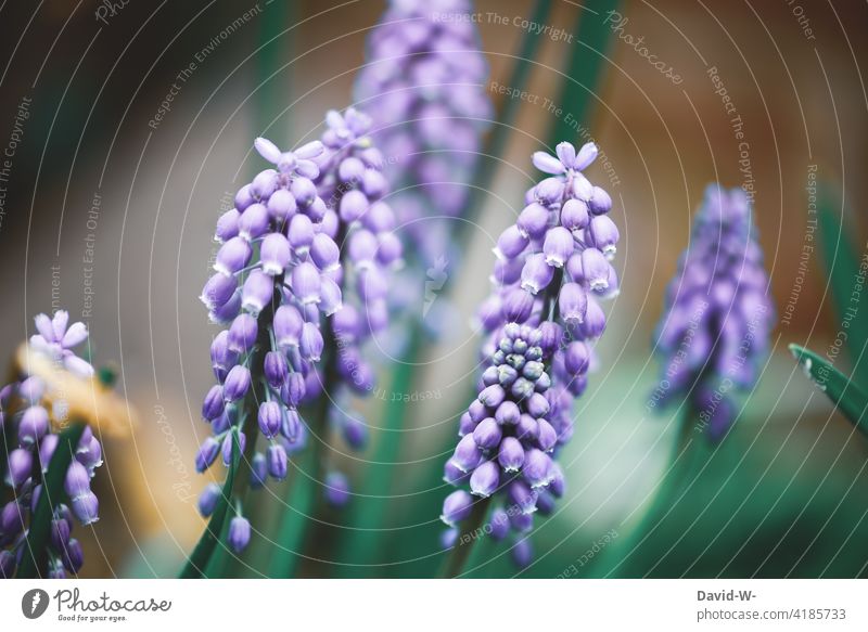 Grape hyacinths in spring Muscari Spring Spring flower purple Art Beauty & Beauty Nature Flower Blossom Blossoming