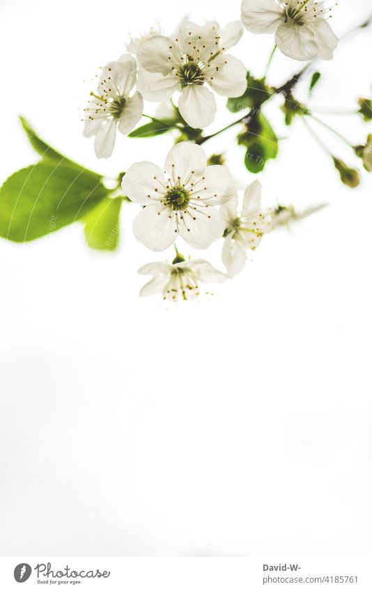 Church blossoms in full splendour Church Blossoms Sweet cherry tree Spring White Green Spring fever Plant Close-up pretty