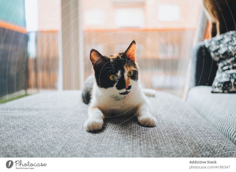 Cute calico cat resting on couch in living room sofa apartment pet curious feline adorable animal mammal cozy comfort tricolor home fur cute friend flat kitty