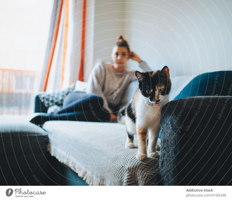 Cute purebred cat on sofa with young woman play calico couch caress pet apartment together friend legs crossed cozy feline female casual adorable animal comfort