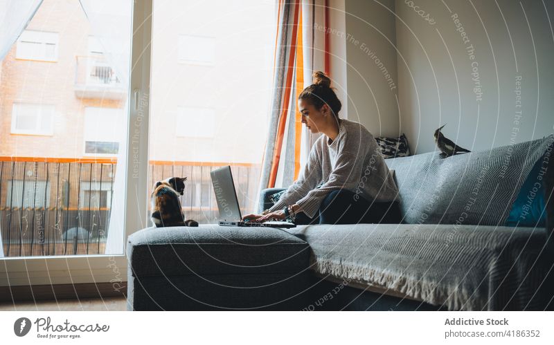 Concentrated young lady working online on netbook while sitting on sofa with cat woman laptop remote calico together freelance concentrate home living room