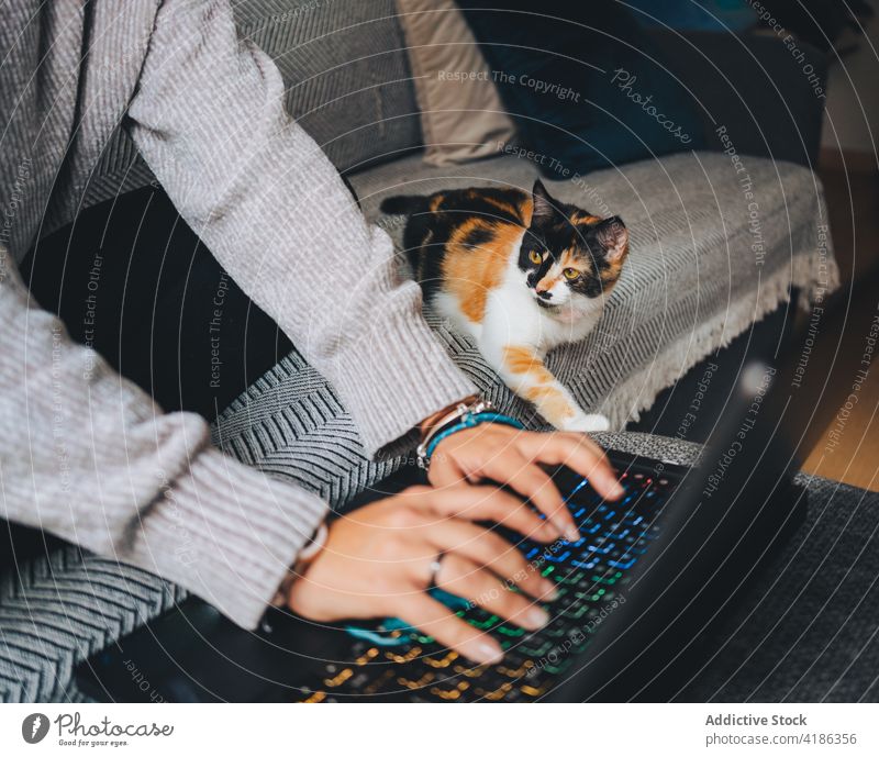 Crop of young lady working online on netbook while sitting on sofa with cat woman laptop remote calico together freelance concentrate home living room owner pet