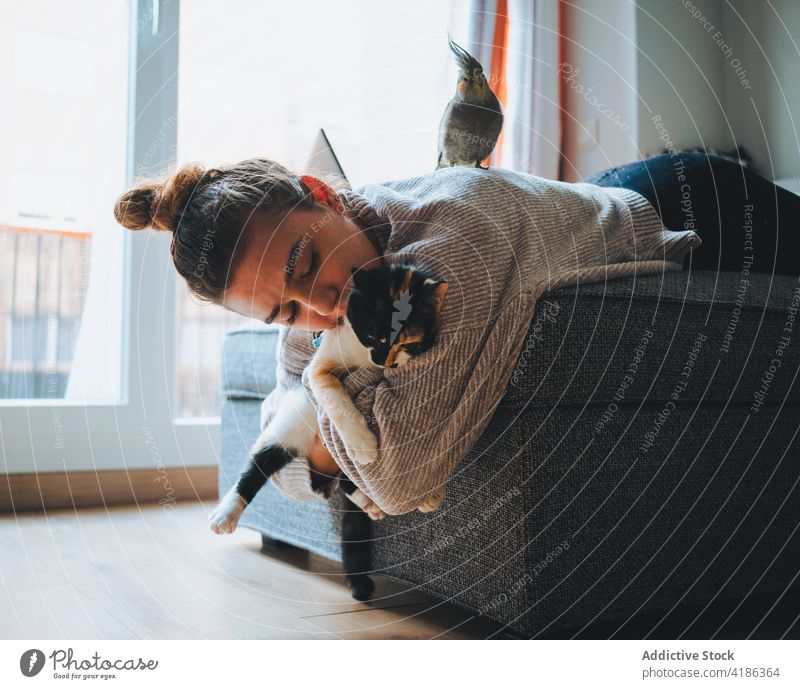 Young woman playing cute purebred cat on sofa calico couch caress pet apartment together friend legs crossed cozy feline female young casual adorable animal