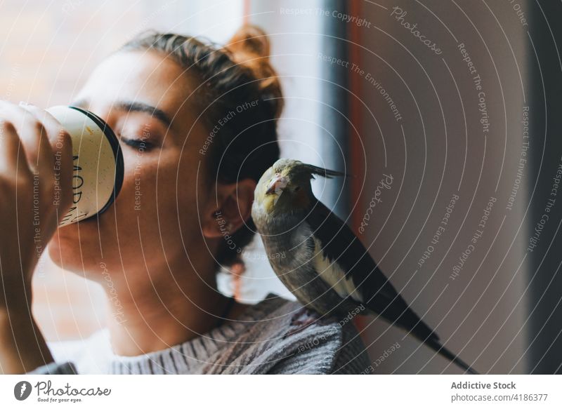 Dreamy young lady drinking hot beverage near window with adorable weiro bird on shoulder woman hot drink dreamy cockatiel owner enjoy thoughtful home relax mug