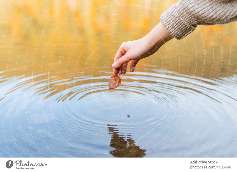 Crop traveler showing faded leaf above rippled lake reflection autumn nature trip woman water circle knitted wear vacation mirror fall tourist journey vegetate