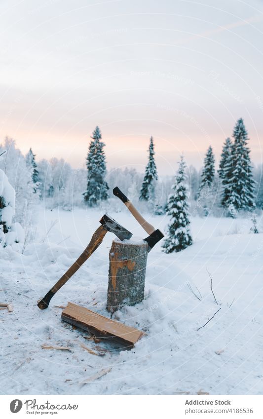 Stump with thrust axes in snowy coniferous forest at sunset log winter fir tree nature scenic sundown frost cold countryside firewood stump serene picturesque