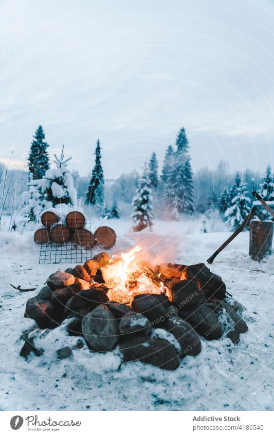 Bonfire against snowy trees in winter forest bonfire burn nature vegetate solitude tepee coniferous woods wintertime overgrown stone kettle shiny flame teepee