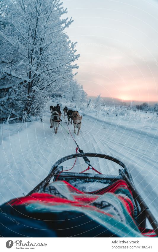 Sled dogs pulling sleigh on snowy path near forest on overcast winter day sled road animal transport tradition pedigree cold tree nature leafless canine weather