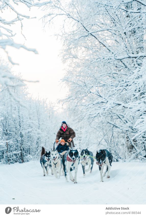 Sled dog running in winter forest and pulling sledge with anonymous child husky snow man animal sleigh road nature cold musher purebred activity transit
