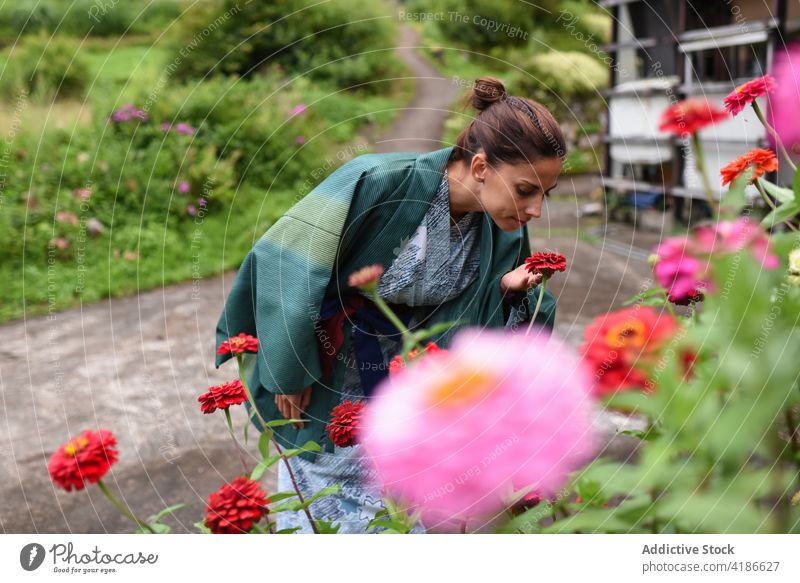 Young female traveler in a kimono smells flowers in traditional Japanese village 30s young caucasian woman Kimono