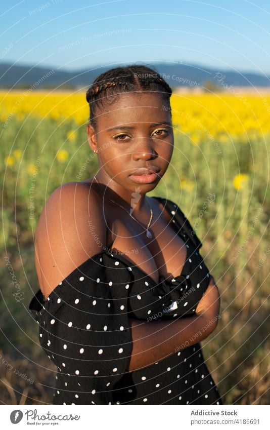 Peaceful black woman in field with sunflowers in countryside tranquil summer peaceful village dress female ethnic african american enjoy bloom young flora stand