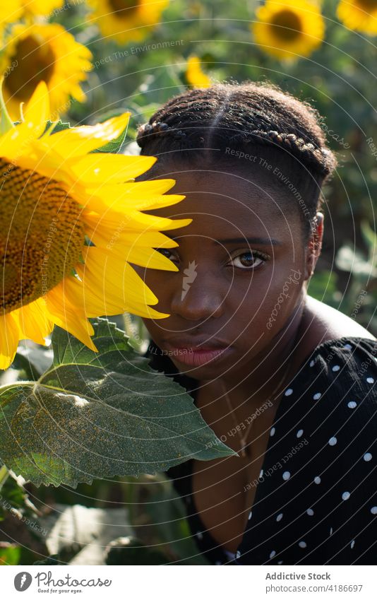 Tender black woman touching sunflower in field tender tranquil harmony nature delicate bloom female ethnic african american meadow serene peaceful idyllic flora