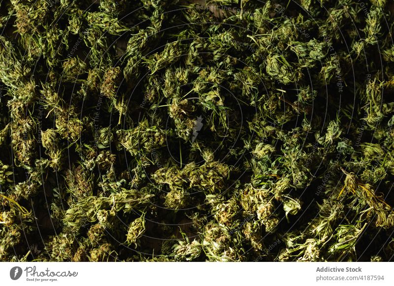 Background of green marijuana buds background cannabis button texture herb hemp plant natural ganja desk illegal organic weed drug fresh narcotic botany flora