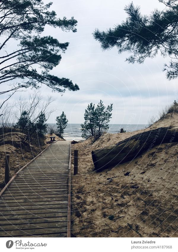 Wooden beachside pathway leading to the beach Beach Beach path Sand Sandy beach pine tree pine trees Tree Pine sea Baltic Sea Baltic coast Baltic Sea holiday