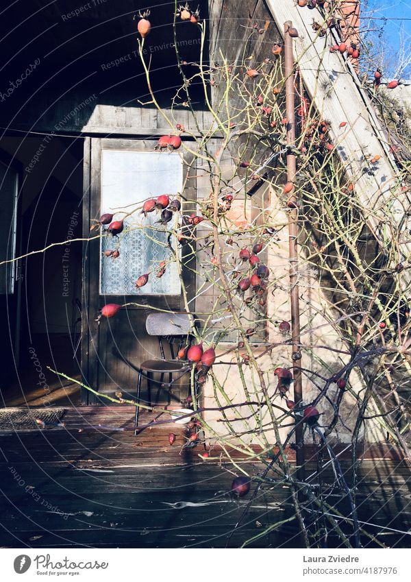 That old summer house with rose plant in autumn old house Light House (Residential Structure) Window Doors Old chair Chair Rose plant Rose tree Plant Rose hip