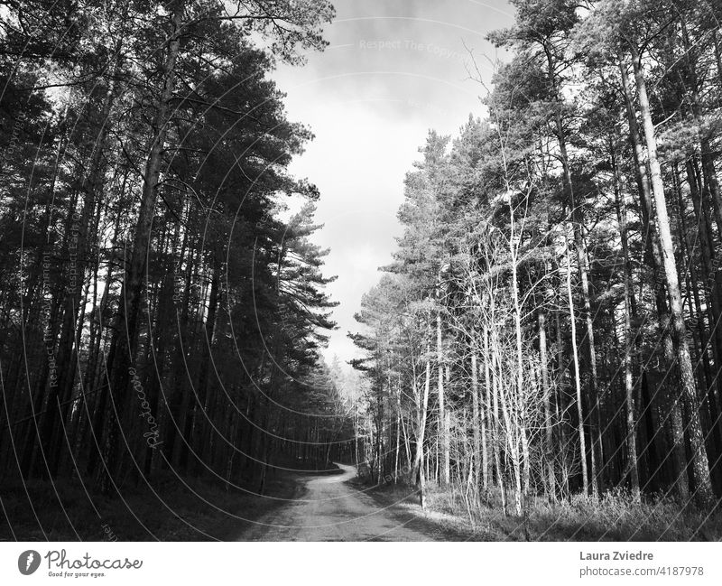 Road through the pine wood Pine pine tree pine trees road Forest Wood Nature Tree Trees Landscape Exterior shot Environment Black & white photo Plant Day